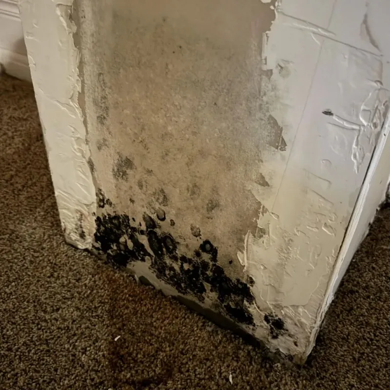 Professional Mold Removal in Norwalk, OH